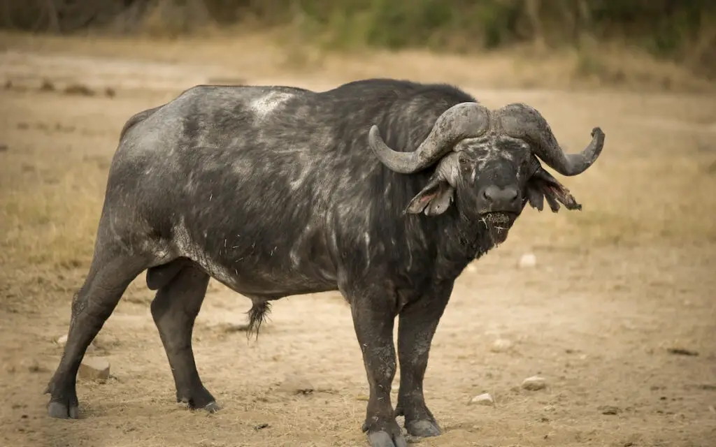 portrait of an old buffalo