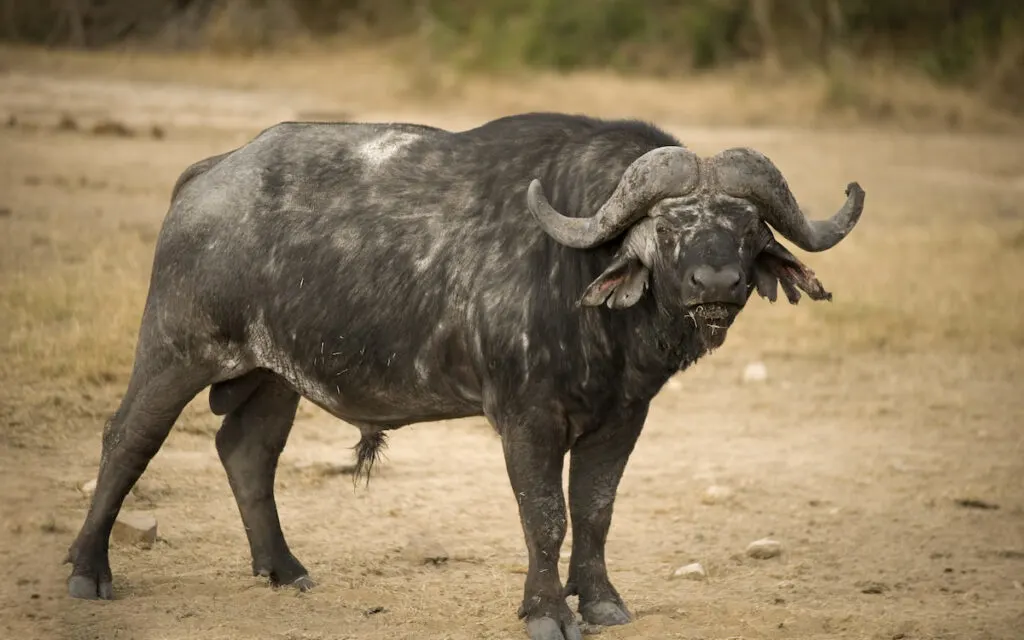 portrait of an old buffalo 