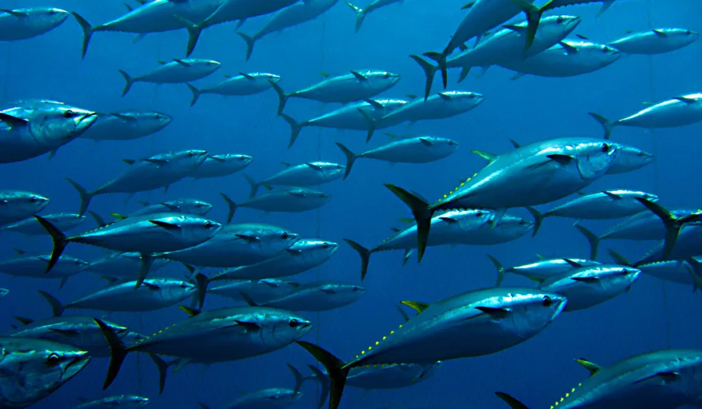 Group of giant tuna caught by the fish net
