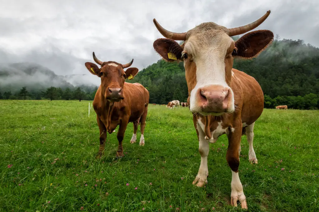 two cows on the meadow on a cloudy day