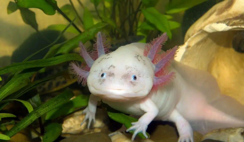 underwater axolotl or Ambystoma Mexicanum closeup in an aquarium