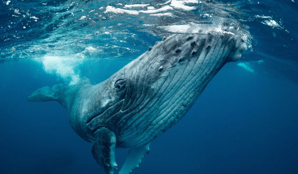 whale under the blue sea