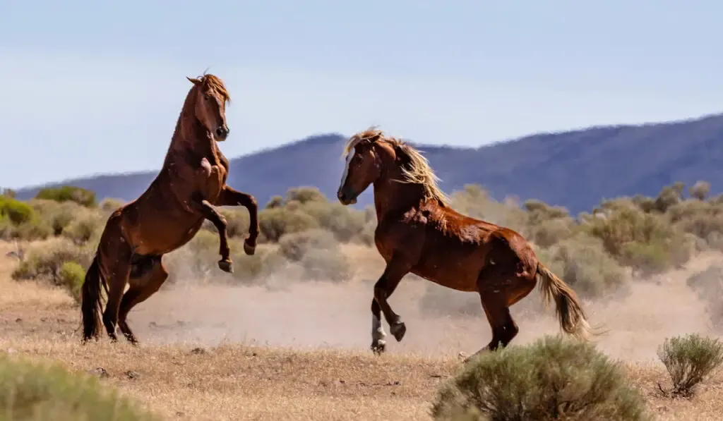wild mustang horses fighting and playing in the Nevada deserts