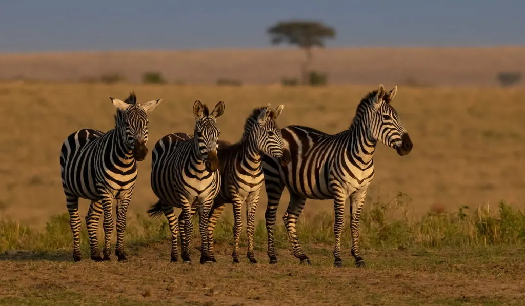 family of zebra in the mara africa