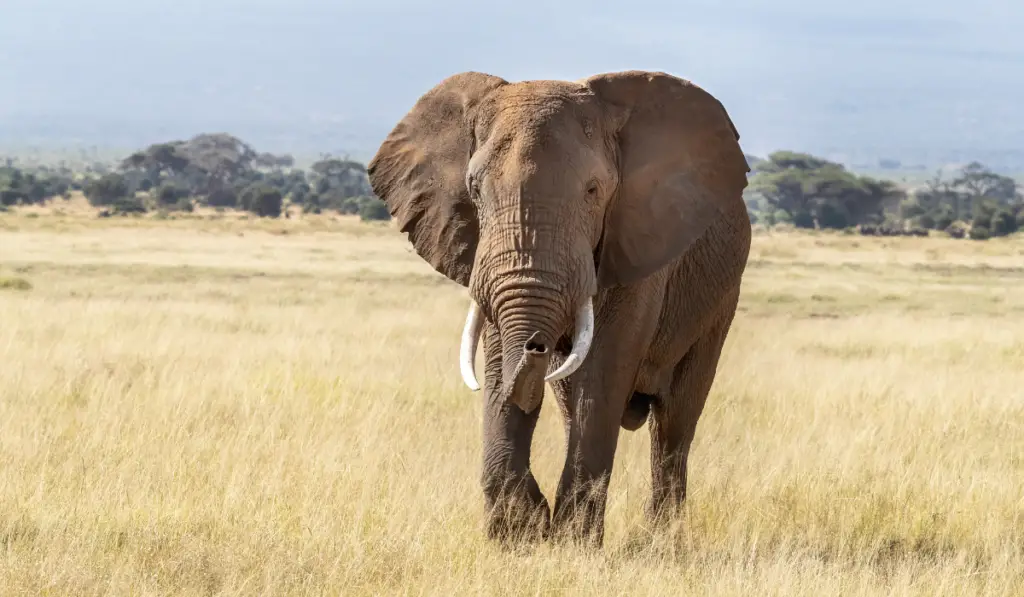 African bull elephant, loxodonta africana, walking through the lush grasslands of Amboseli National Park, Kenya.