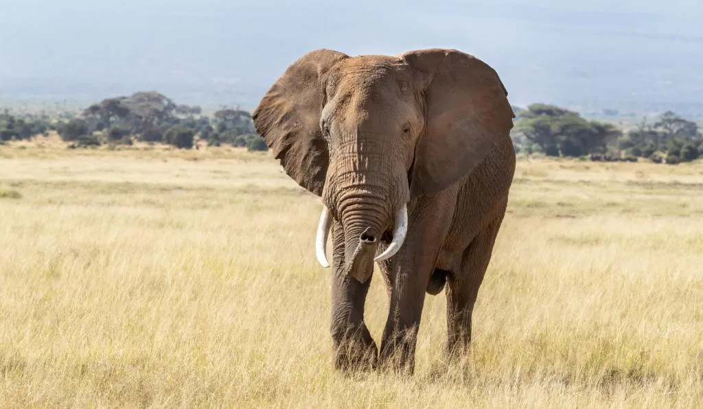 African bull elephant, loxodonta africana, walking through the lush grasslands of Amboseli National Park, Kenya.
