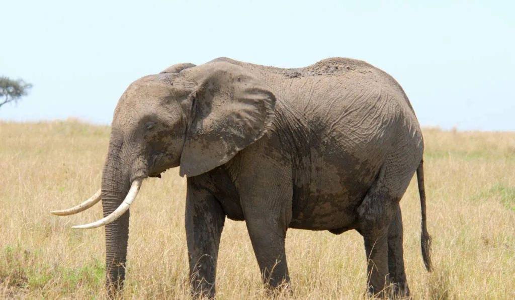 African elephant