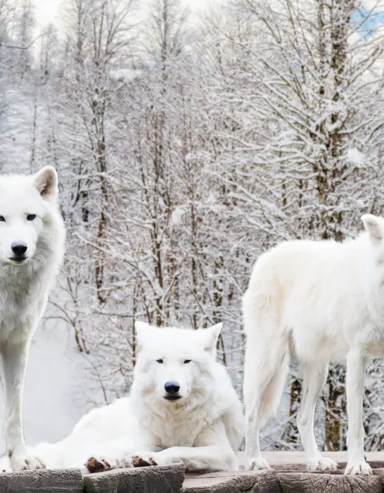 White wolf in Winter Forest