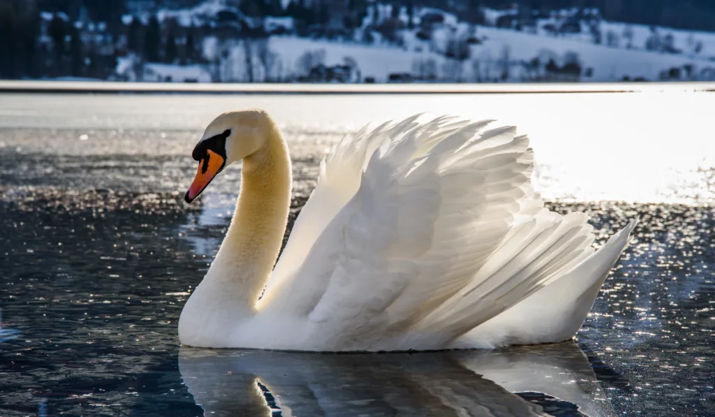 Beautiful swan at Grundlsee, Austria, winter, frozen lake. Tourist destination.

