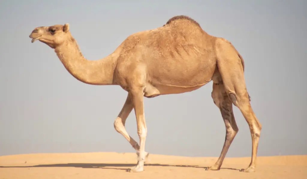 Camel walking