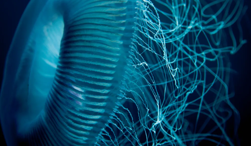 Close up of jellyfish underwater
