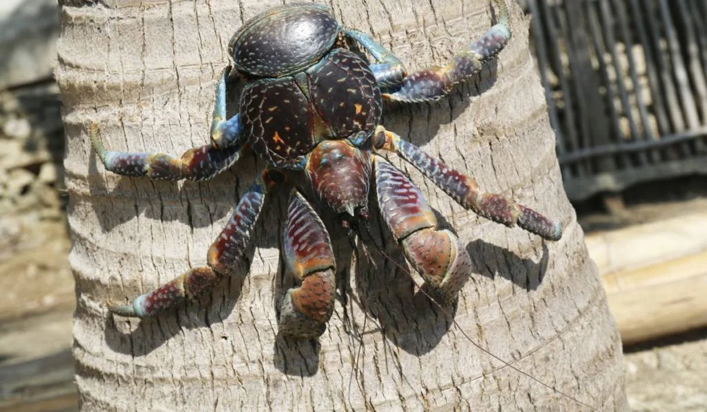 Coconut Crab crawling on a trunk of a tree