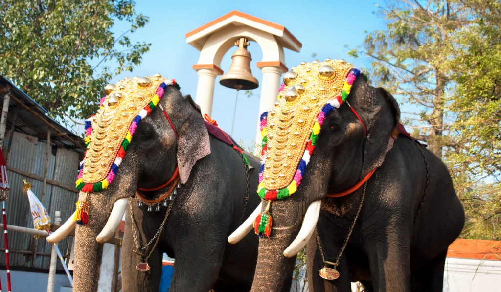 Decorated elephants for parade at the annual festival in Siva Temple, Cochin, India