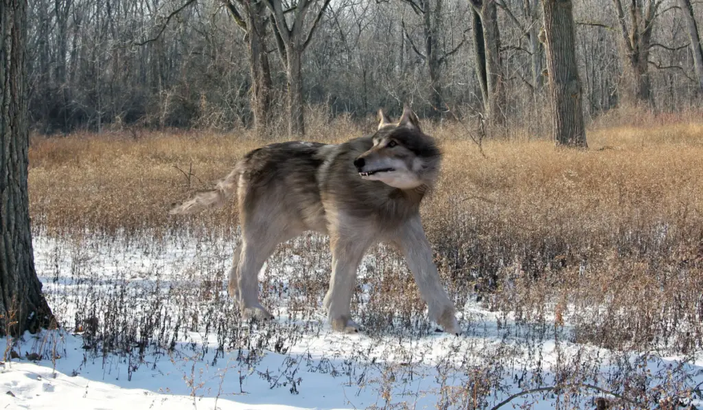 Dire Wolf
