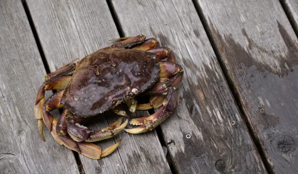 Dungeness crab caught live