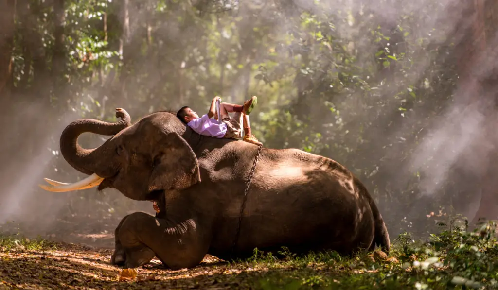 Elephant and school boy in Thailand