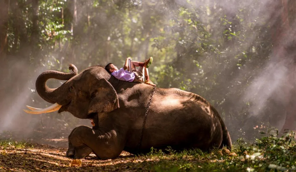 Elephant and school boy in Thailand