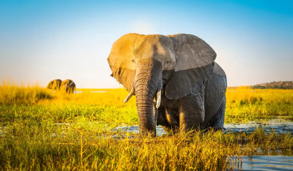 Elephant half wet in sunset light in Africa