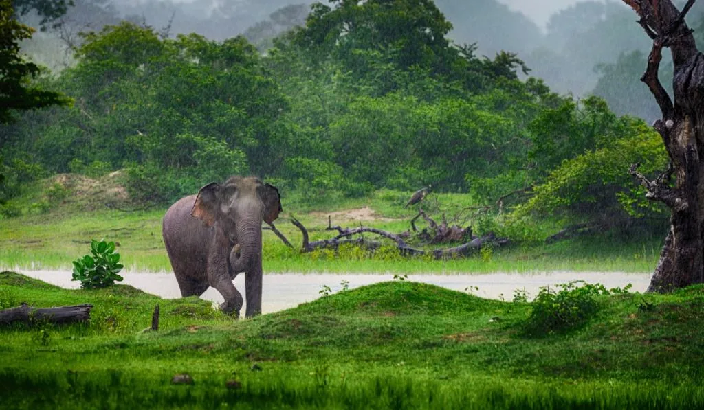 Elephant in the wild . Rainy weather.