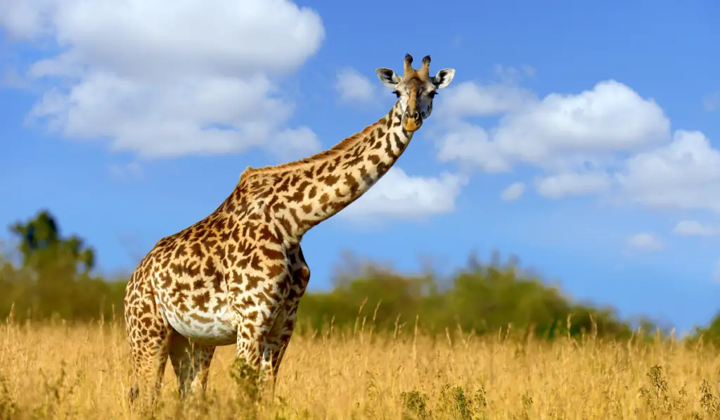 Giraffe on savannah in National park of Africa