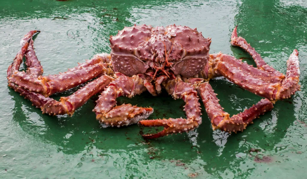 Golden king crab