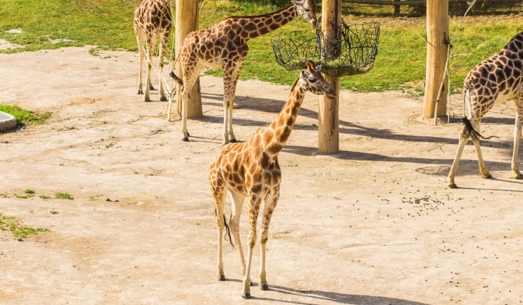 Group of giraffes walks in nature