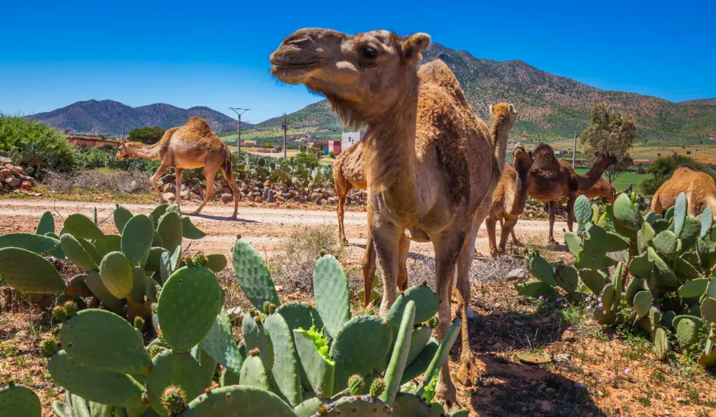 Herd of camels eating cactuses. Herd of one humped camels, dromedaries on the way to the camel market in Guelmim, Morocco.