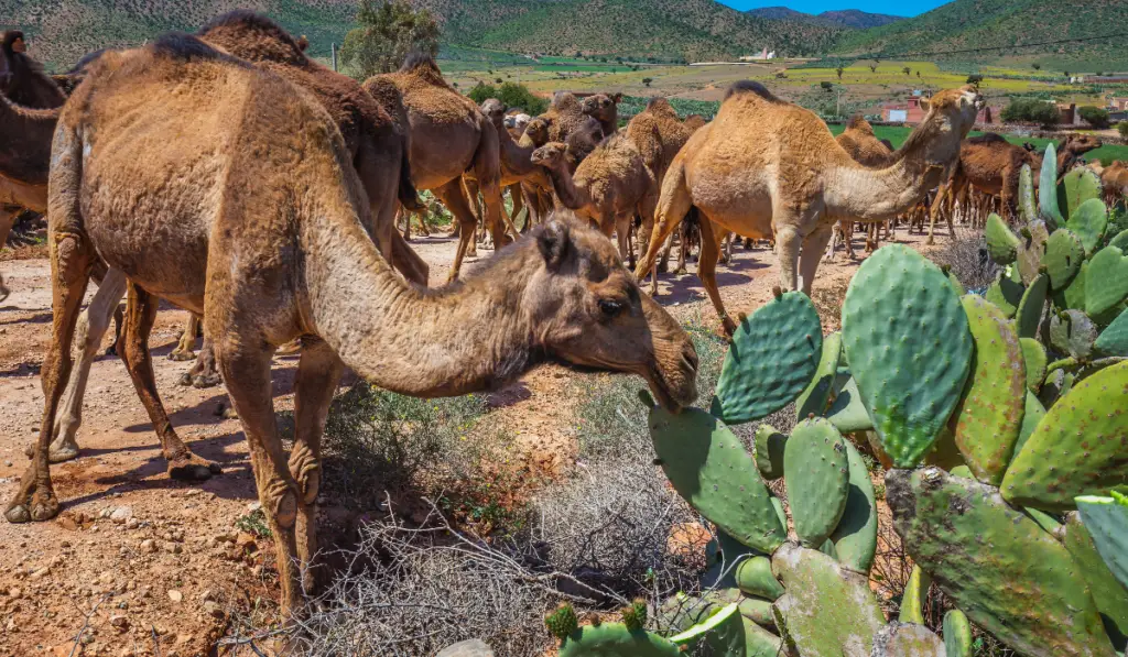Herd of camels eating cactuses. Herd of one humped camels, dromedaries on the way to the camel market in Guelmim, Morocco.