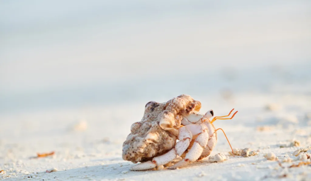 Hermit Crab