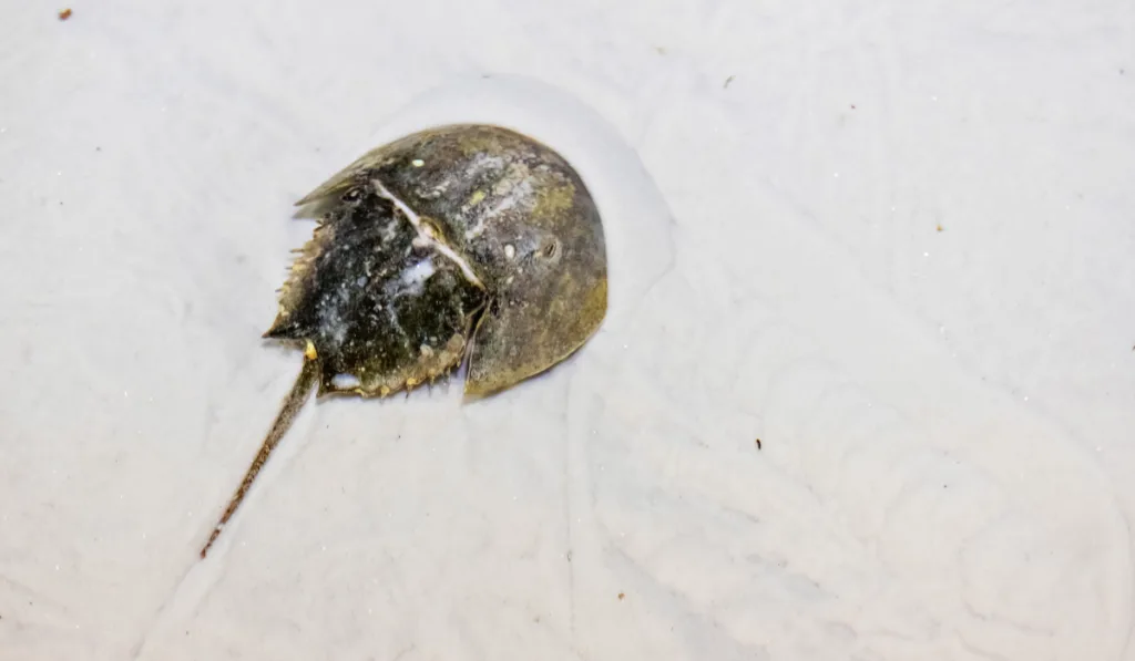 Horseshoe crab in the sea