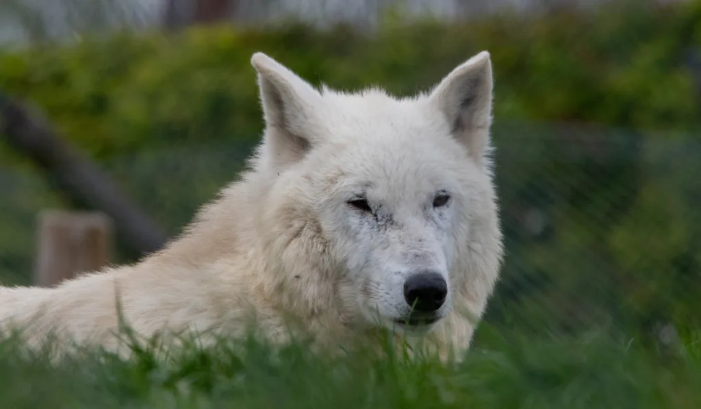 Hudson Bay Wolf