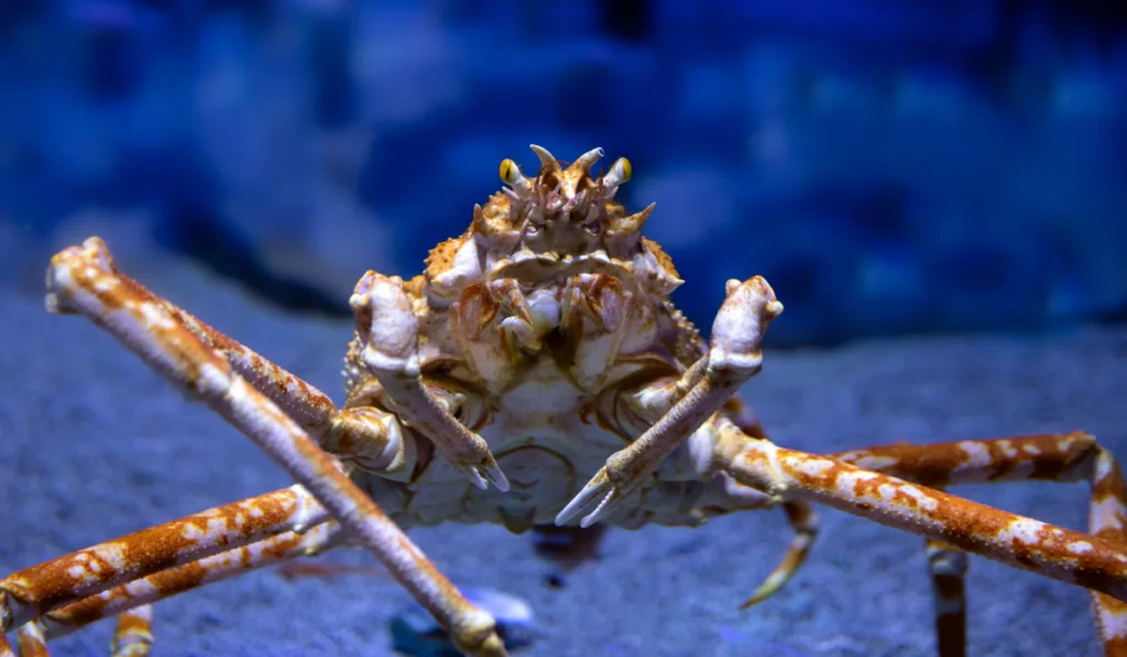 Japanese Spider Crab