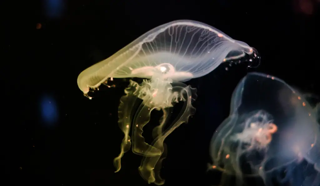 Jellyfish in the water