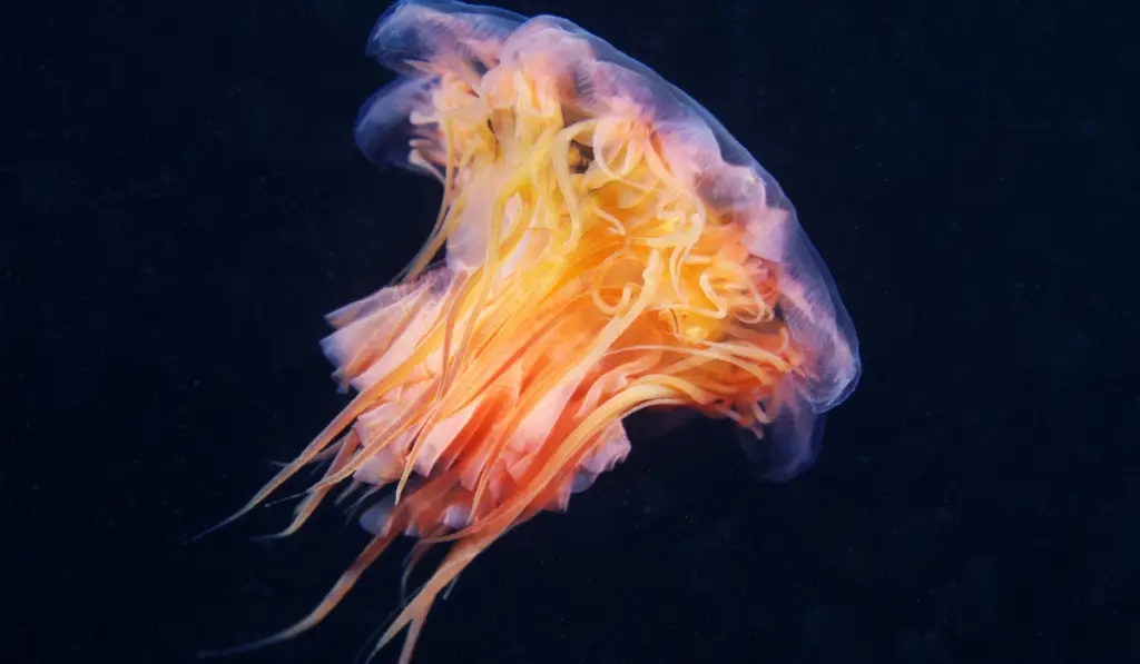 Lion's mane jellyfish
