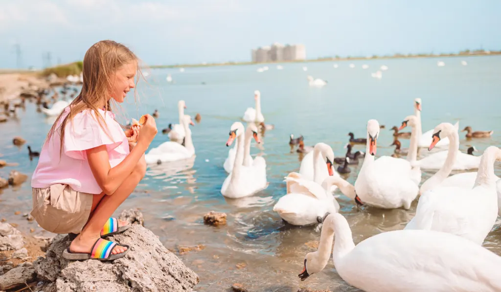 Little girl sitting on the beach with swans
