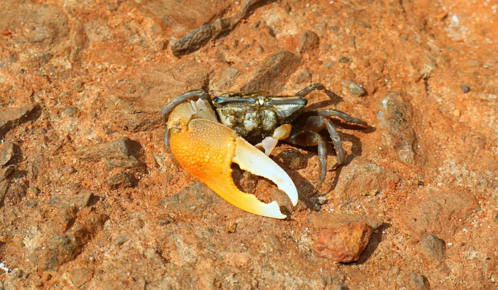 Types of Crabs in Florida - Exploration Squared