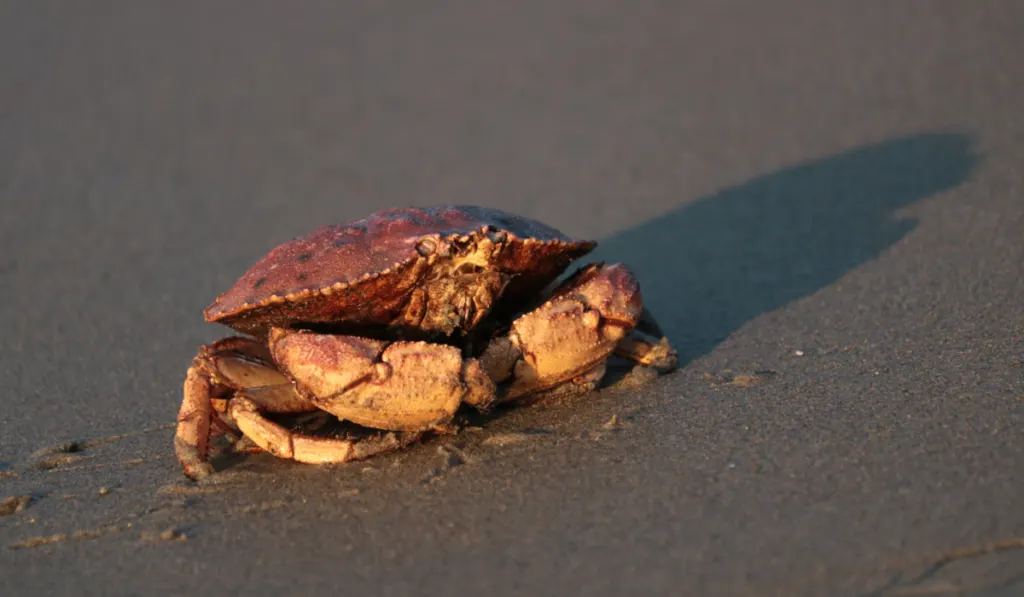 Peekytoe Crab on the sand by the beach