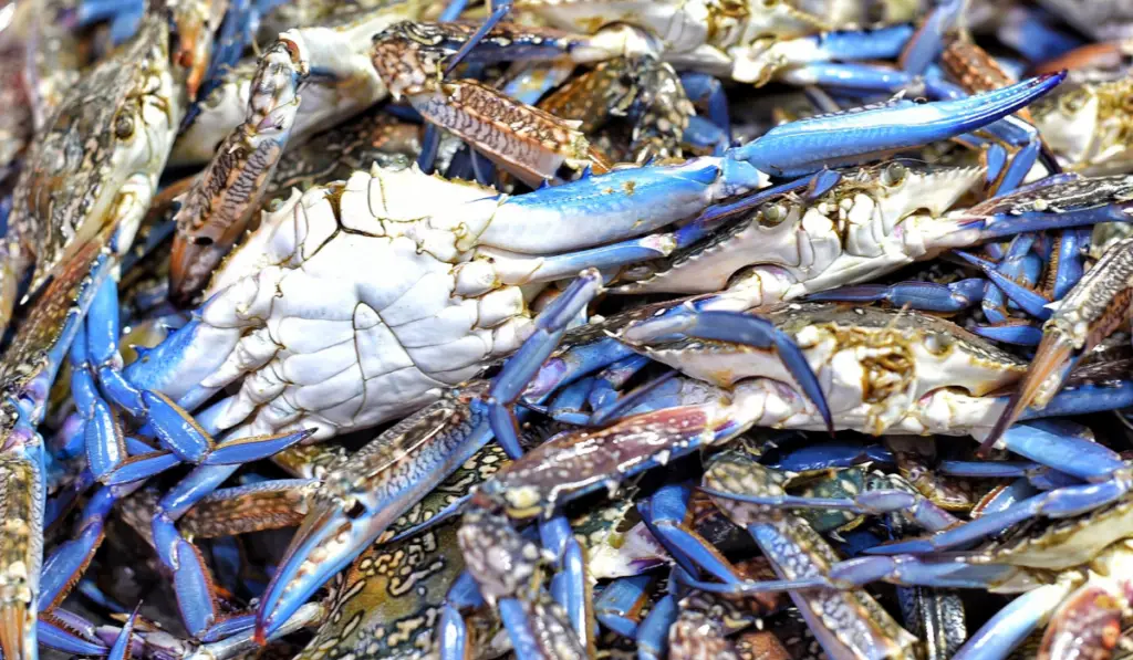 blue crab
