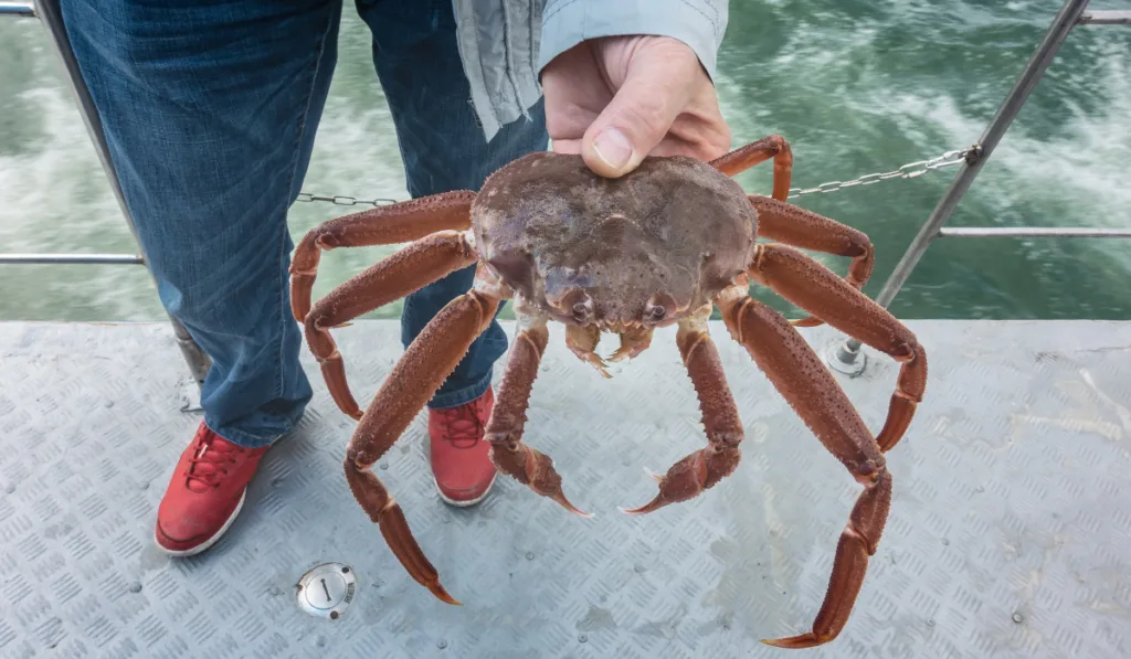 man holding Snow Crab