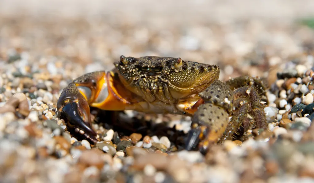 Stone Crab on pebbles