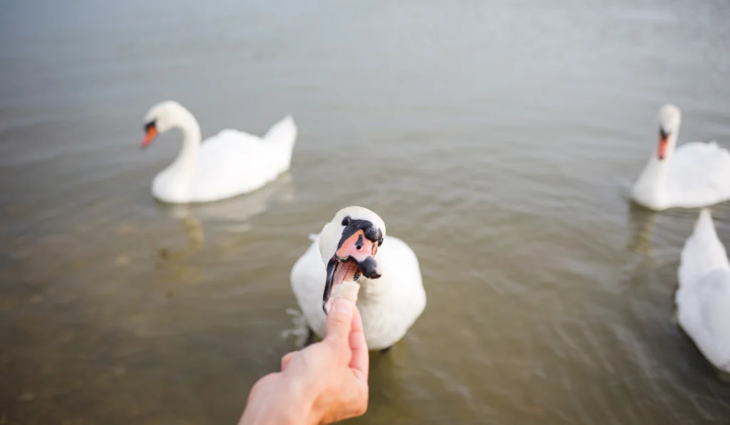 feeding birds swans on lake in their natural habitat