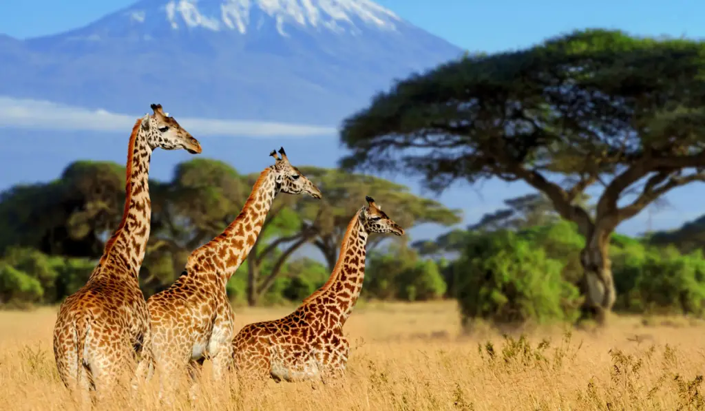 Three giraffe on Kilimanjaro mount background