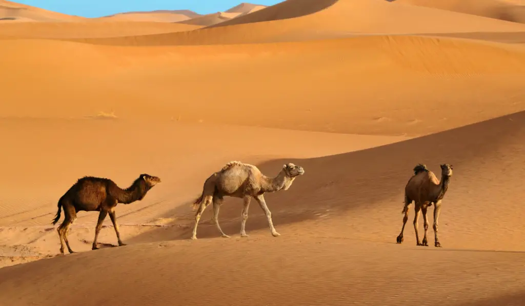 Three wild camels walking in the Sahara desert in Morocco