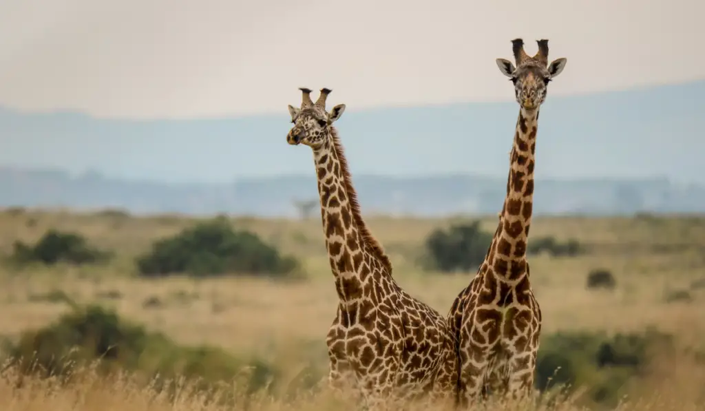 Two Maasai giraffes at the nairobi National park