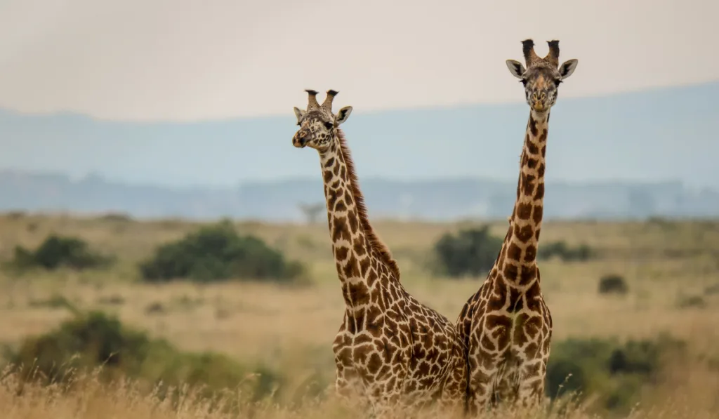 Two Maasai giraffes at the nairobi National park

