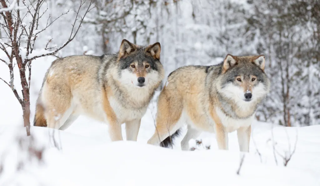 Two beautiful wolves in cold winter landscape