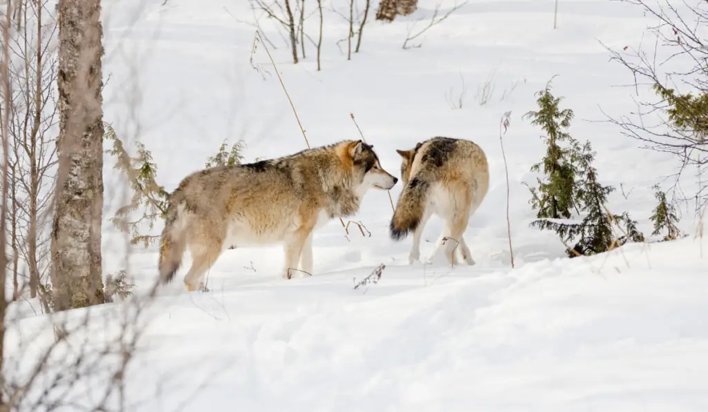 Wolves standing amidst bare trees on snowy landscape