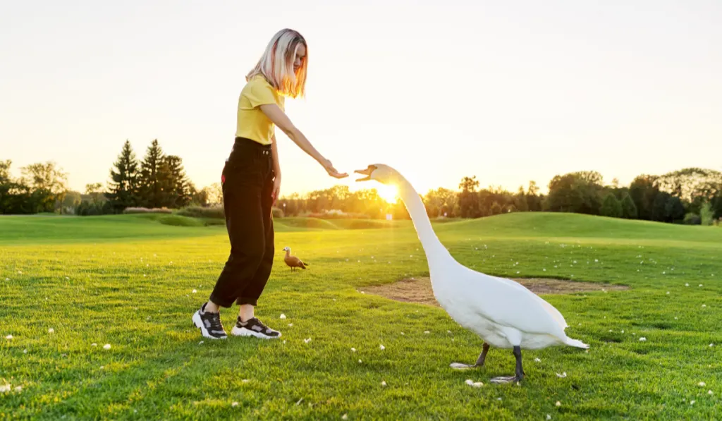 Young woman feeding the swan