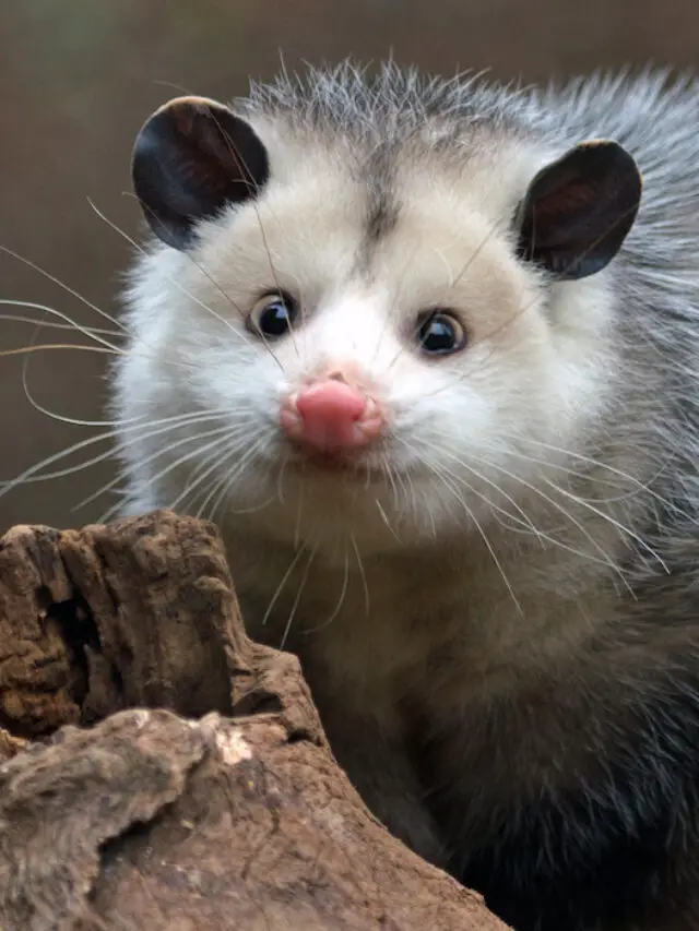 Do Possums Carry Diseases? (What Diseases Do They Get?)