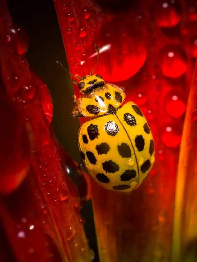 13 Things Ladybugs Love to Eat (and 5 They Don’t)